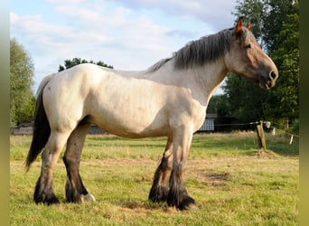 Belgian Draft, Mare, 4 years, 16,1 hh, Gray-Red-Tan