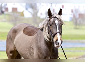 Belgian Draft Mix, Mare, 4 years, Palomino