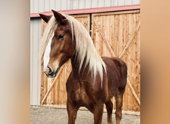 Belgian Draft, Mare, 5 years, 18.2 hh, Sorrel