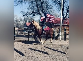 Belgian Draft, Mare, 5 years, 18.2 hh, Sorrel