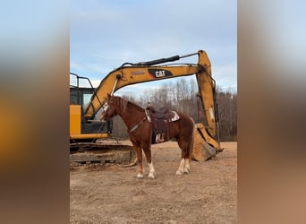 Belgian Draft Mix, Mare, 7 years, Chestnut