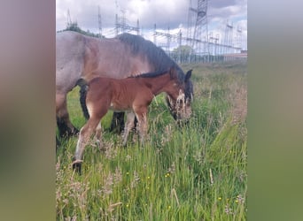 Belgian Draft, Mare, , Can be white