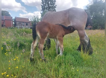 Belgian Draft, Mare, , Can be white