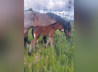 Belgian Draft, Mare, , Can be white
