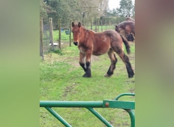 Belgian Draft, Mare, Foal (04/2024), Roan-Bay