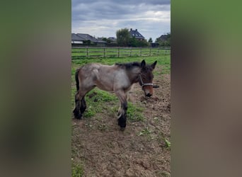 Belgian Draft, Mare, Foal (06/2026), Roan-Red