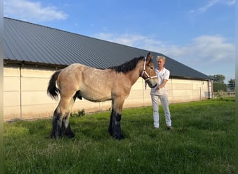 Belgian Draft, Stallion, 1 year, 15 hh, Gray-Dapple