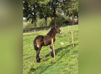 Belgian Draft, Stallion, 1 year, 16.2 hh, Brown
