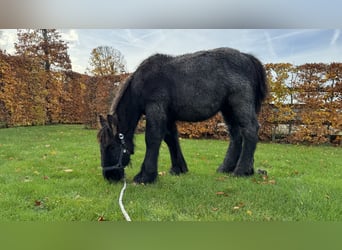 Belgian Draft, Stallion, 1 year