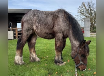 Belgian Draft, Stallion, 1 year