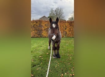 Belgian Draft, Stallion, 1 year