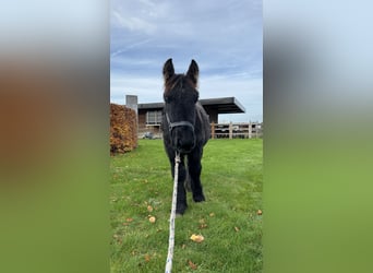 Belgian Draft, Stallion, 1 year