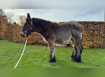 Belgian Draft, Stallion, 1 year