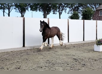Belgian Draft, Stallion, 2 years, 15.2 hh, Bay