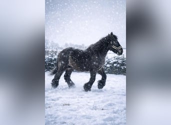 Belgian Draft, Stallion, 2 years, 15,2 hh, Grey-Blue-Tan
