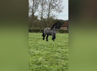 Belgian Draft, Stallion, 2 years, Gray-Blue-Tan