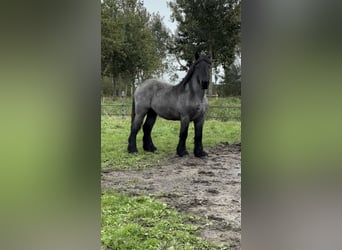 Belgian Draft, Stallion, 2 years, Gray-Blue-Tan