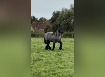 Belgian Draft, Stallion, 2 years, Gray-Blue-Tan