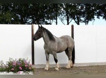 Belgian Draft, Stallion, 3 years, 15.2 hh, Roan-Bay