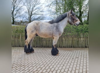 Belgian Draft, Stallion, 3 years