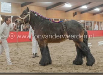 Belgian Draft, Stallion, 5 years, 16.1 hh, Brown Falb mold