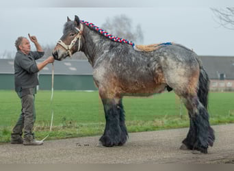 Belgian Draft, Stallion, 5 years, 16,1 hh, Brown Falb mold