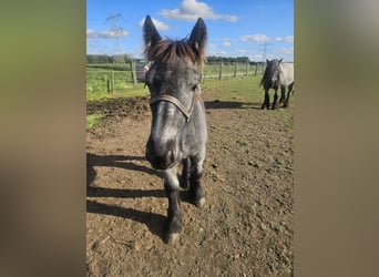Belgian Draft, Stallion, Foal (04/2026), 16.2 hh, Grey-Blue-Tan