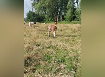 Belgian Draft, Stallion, , Brown Falb mold