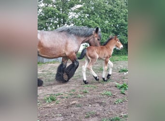 Belgian Draft, Stallion, , Can be white