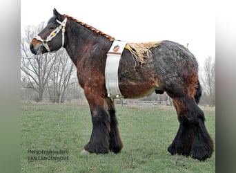 Belgian Draft, Stallion, Foal (04/2025), Roan-Bay