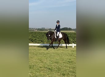 Belgian Riding Pony, Gelding, 10 years, 13.2 hh, Black