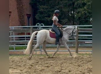 Belgian Riding Pony, Gelding, 10 years, 13.3 hh, Grey