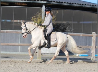 Belgian Riding Pony, Gelding, 11 years, 13,2 hh, Cremello