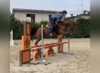 Belgian Riding Pony, Gelding, 11 years, Chestnut-Red