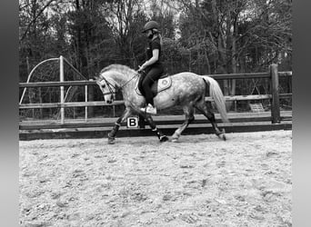 Belgian Riding Pony, Gelding, 12 years, 12,1 hh, Gray