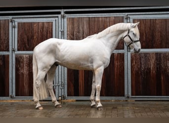 Belgian Riding Pony, Gelding, 12 years, 15.1 hh