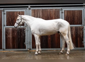 Belgian Riding Pony, Gelding, 12 years, 15,1 hh