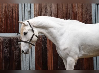 Belgian Riding Pony, Gelding, 12 years, 15,1 hh