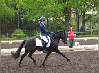 Belgian Riding Pony, Gelding, 13 years, 13.1 hh, Bay-Dark