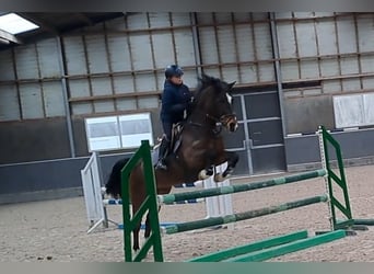 Belgian Riding Pony, Gelding, 14 years, 14.2 hh, Bay-Dark