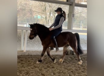 Belgian Riding Pony, Gelding, 15 years, 12 hh, Brown