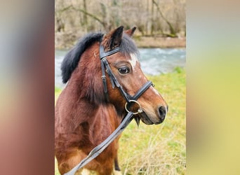 Belgian Riding Pony, Gelding, 15 years, 12 hh, Brown
