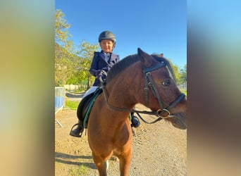 Belgian Riding Pony, Gelding, 15 years, 12 hh, Brown
