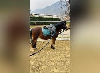 Belgian Riding Pony, Gelding, 15 years, 12 hh, Brown