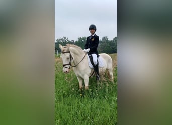 Belgian Riding Pony, Gelding, 18 years, 13,3 hh, Cremello
