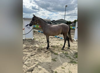 Belgian Riding Pony, Gelding, 1 year, 14.1 hh, Gray
