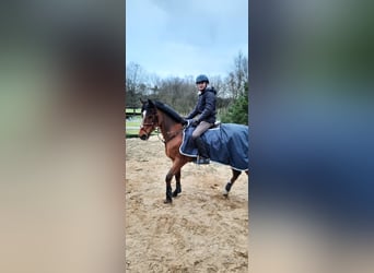 Belgisches Reitpony, Wallach, 20 Jahre, 14,2 hh, Brauner