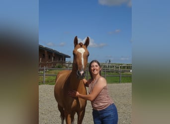 Belgian Riding Pony, Gelding, 2 years, 14.1 hh, Chestnut-Red