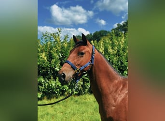 Belgian Riding Pony, Gelding, 3 years, 13.1 hh, Brown