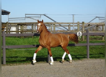 Belgian Riding Pony, Gelding, 3 years, 14.1 hh, Chestnut-Red